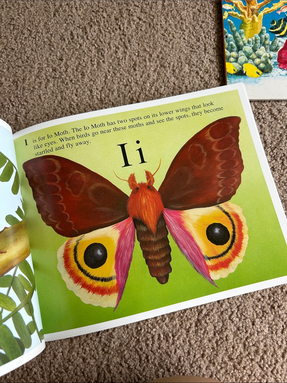 Alphabet Book Collection - Picture 6 of 8